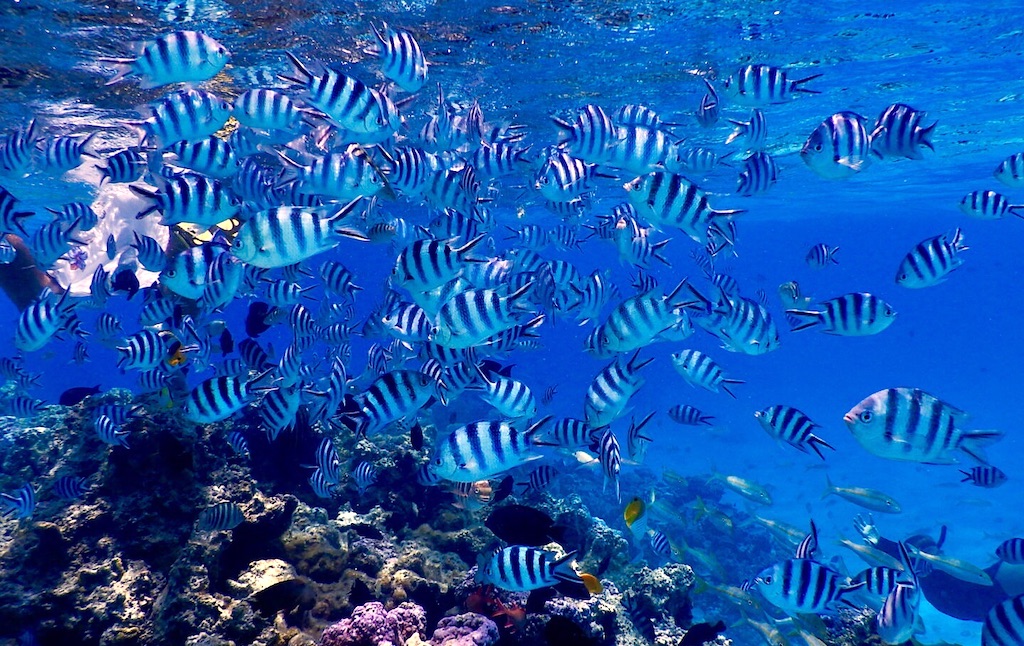 Banc de peixos a l’Oceà Pacífic, una de les riqueses biològiques més grans del planeta.