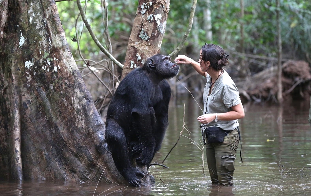 Rebeca Atencia en un riu de la selva al costat del Koungoulou, un ximpanzé que està recolzat en un arbre.
